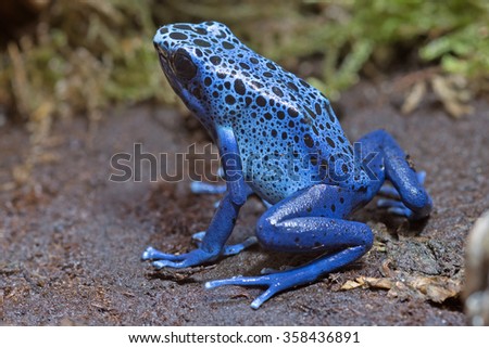 Blue poison-dart frog (Dendrobates tinctorius azureus) ストックフォト © 