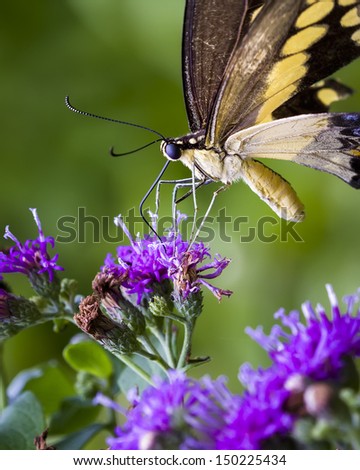 Yellow swallowtail butterfly sampling purple summer wildflowers in a Texas garden
