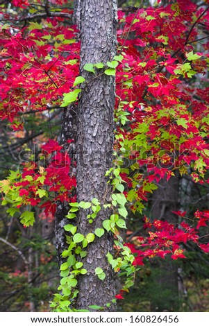 Intensely red and green leaves juxtaposed with a vine climbing a poplar tree