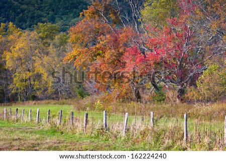 Fall foliage on display on Sparks Road in Cade\'s Cove, Great Smoky Mountains National Park, TN