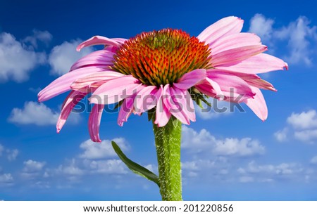Pink-purple cone flower isolated against a blue summer sky