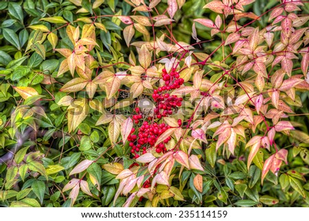 Red berries against a background of fall foliage in the Fort Worth Japanese Gardens
