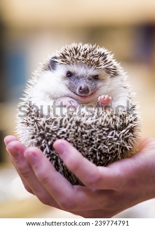 Closeup photo of a small hedgehog being held in the palm of a young man