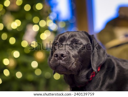 Beautiful young black female labrador retriever in front of a Christmas tree apparently winking with one eye closed