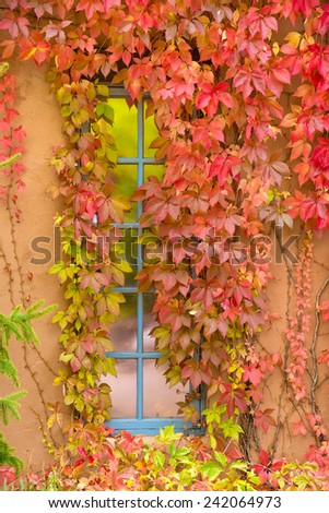 Brightly colored leaves accenting a blue frame window set within an adobe wall in Santa Fe, NM