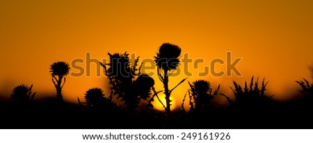 Texas bull thistle flowers in silhouette against a dazzling golden sunrise sky