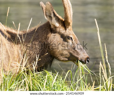 Adult mule deer grazing along the Firehole River in Yellowstone National Park