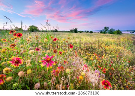 Colorful Texas wildflowers in early dawn light