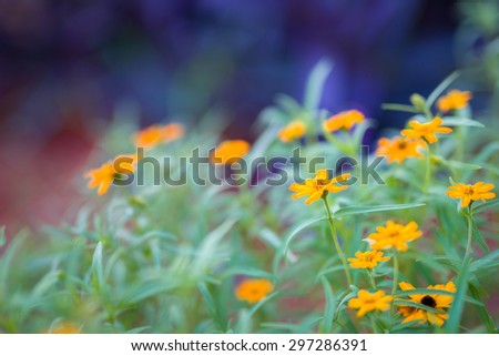 Orange flowers against an interesting purple and reddish background