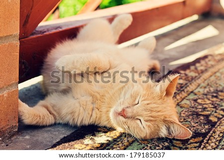 Lazy red cat stretches on carpet at outdoors, paws up