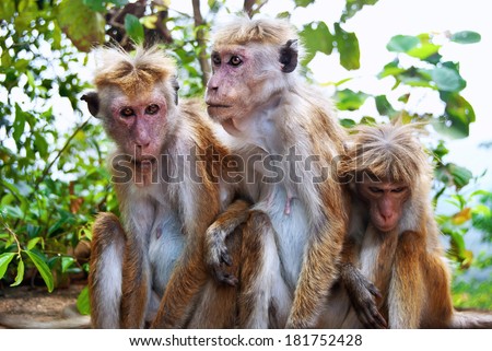 Monkey family from three animals at Sigiriya, Sri Lanka