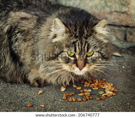 Domestic cat eating dry food outdoors on the back of brick wall