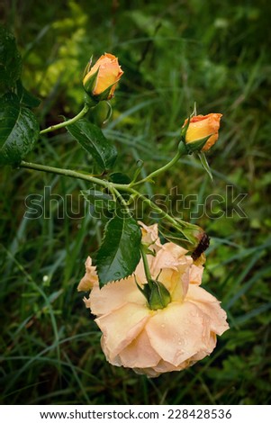 One yellow tea rose, two buds with drops on its petals and dead flower in the garden after rain, symbolic three phases of life - childhood, youth, age
