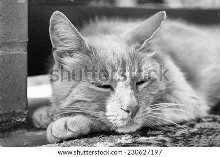 Close up portrait of lazy red cat is sleeping near brick wall outdoors