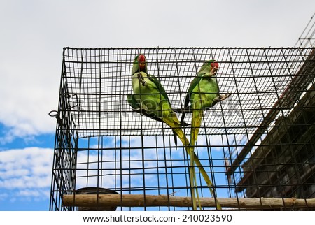 Couple of big green parrots (Alexandrine parakeet) is sitting in the cage on pet market, on sky background