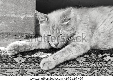 Lazy red cat is sleeping stretched his legs near brick wall outdoors