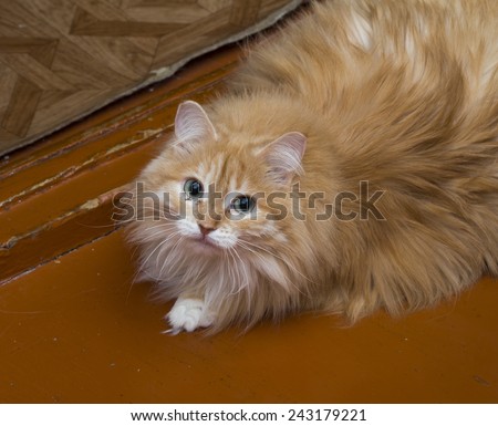 cat on the white background