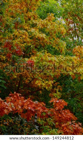 beautiful mix of colors green yellow orange and red leaves on trees after the first cold frosty nights in autumn