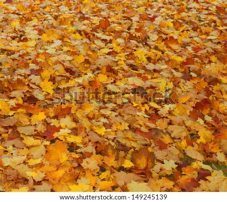 beautiful yellow and orange leaves of maple tree fallen in a thick layer onto the earth
