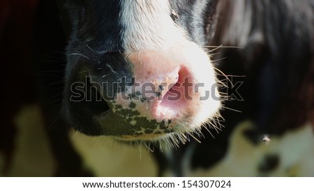 close up of the nose of a cow for half black and white