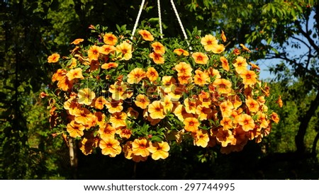 beautiful orange and yellow Petunia hanging flower for house and garden and balcony