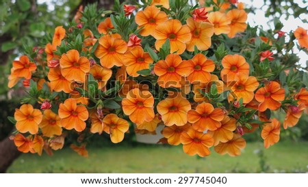 beautiful orange Petunia hanging flower for house and garden and balcony