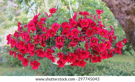 beautiful dark red Petunia hanging flower for house and garden and balcony
