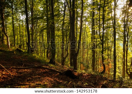 Lush green summer forest with rays penetrating the canopy