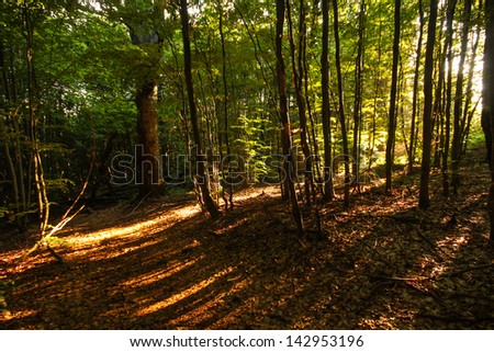 Lush green summer forest with rays penetrating the canopy
