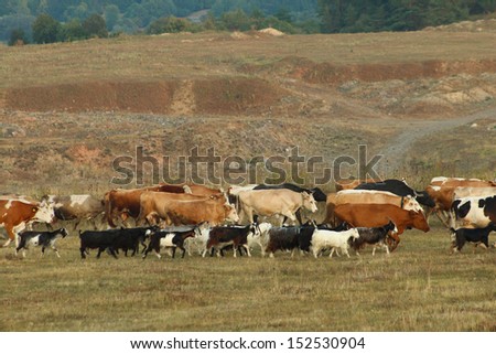Animal herd mix in the sunset