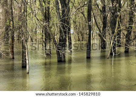 Trunks in the river floods in Serbia, the village of Ivanovo, near Pancevo, Serbia.