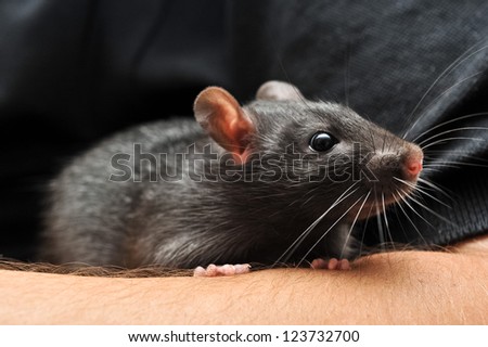 Young male pet rat of the silvered black top eared variety, sitting on his owners arm