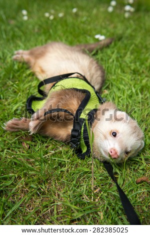 Male pet cinnamon ferret in a harness playing outside