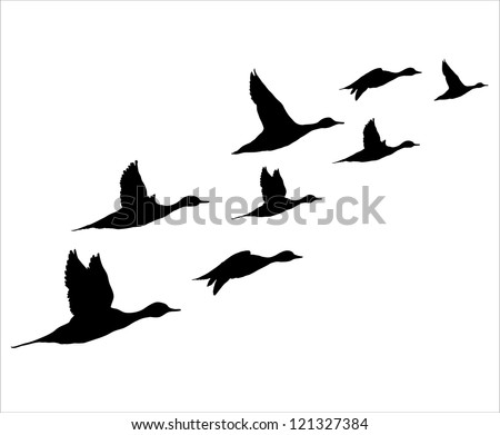 Similar – Image, Stock Photo bird migration geese