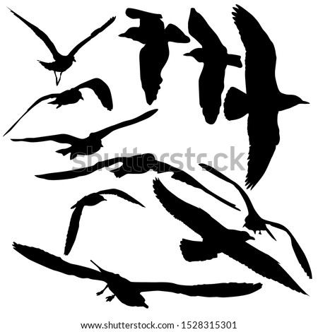 set of eleven Seagulls flying, black silhouettes on white background
