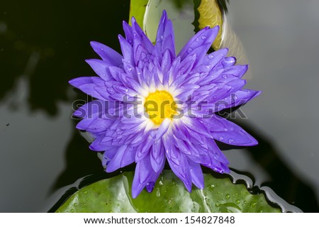 blue lotus flower ,water lily and Drops of rain water