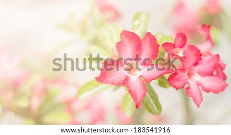 red Desert Rose, Impala Lily, Mock Azalea pink flower