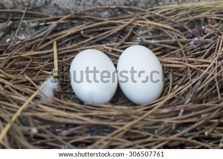 Close up two pigeon egg in the nest