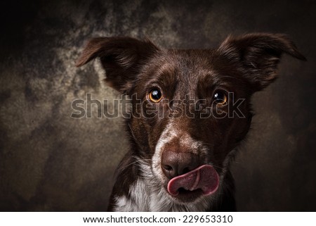 Brown smooth coated dog border collie portrait that lick his nose