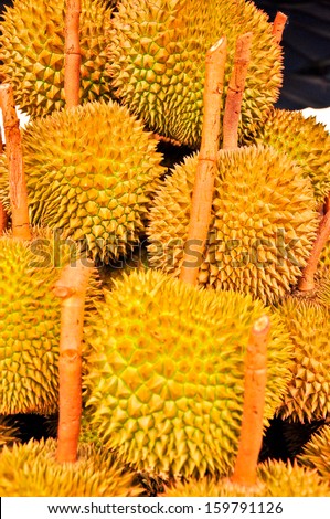 close up Durian, the king of fruit of South East Asia isolated,Thailand