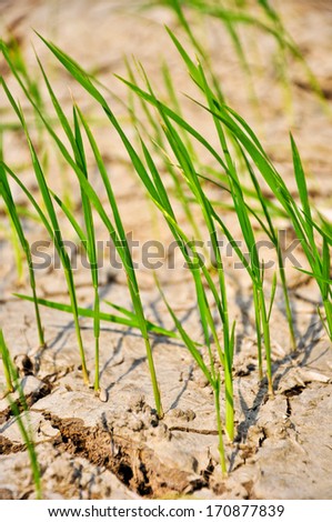Rice growing on drought field, drought land,Thailand