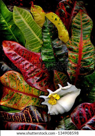 Beautiful natural composition made from tropical leaves and seashell
