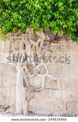 Force of nature: Living tree with intertwined roots growing out of the ancient wall