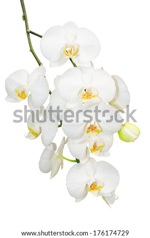 Similar – Image, Stock Photo Phalaenopsis orchid flower, tinted in pink.