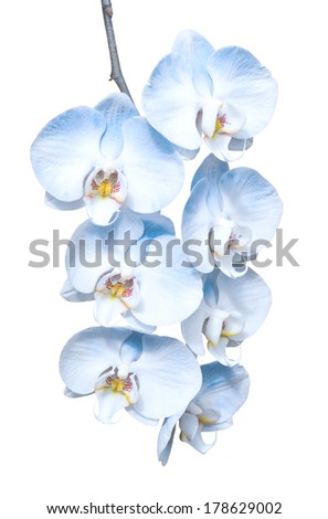 Image, Stock Photo Phalaenopsis orchid flower, tinted in pink.