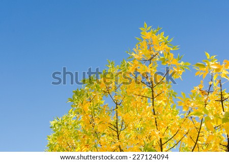 Autumn background with golden lush foliage against clear blue sky and copy-space free area