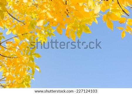 Indian summer - gold yellow autumn leaves over clear blue sky. Frame background with corner and free copyspace place for text.
