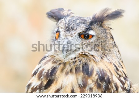 Bubo or eagle-owl bird quiet night hunter close up portrait against blurred background