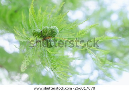 Sunlit pastel cypress tree branch with lush foliage and green cones. Stock photo with selective soft focus blurred bokeh background and shallow DOF.
