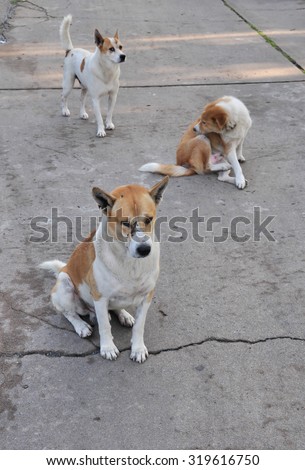 Homeless dogs which do not have owner in Asia